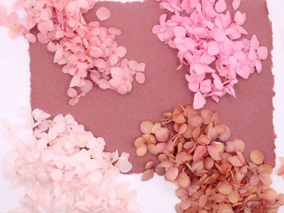 Pétalos de hortensia rosa