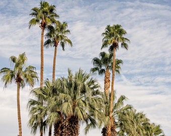 Palm Springs Photography | Palm Trees | Cluster of Palms | California Photo | Living Room Wall Decor | Fine Art | Blue Sky and Clouds