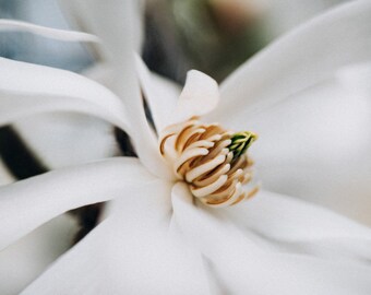 Flower Photography | Magnolia Fine Art Photograph | Floral Still Life Photography | Wall Decor | Large Wall Art