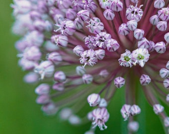 Flower Photography | Floral Still Life Photography | Botanical Wall Decor | Large Wall Art | Chive Blossom | Fine Art Photo | Purple Bloom