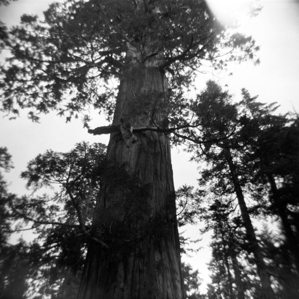 Giant Sequoia Tree Photo | Sequoia National Park | Black White Photography | Holga Photo | Redwoods Wall Art | Wall Decor