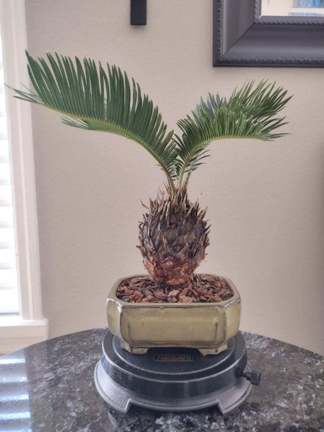 Sago Palm Bonsai Tree Etsy