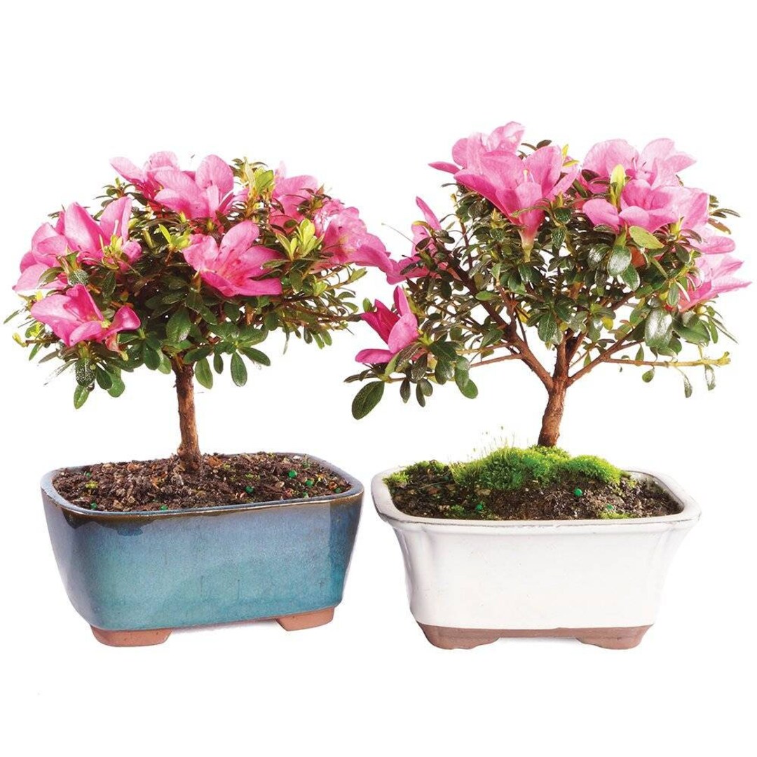 Satsuki Azalea Bonsai Tree 2 Pack 5 Years Old 6 to Etsy