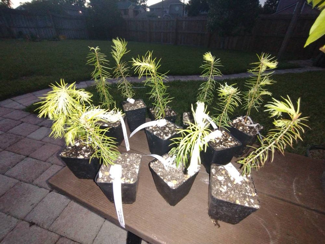 DOUGLAS FIR Bonsai Tree Starter 58 Etsy