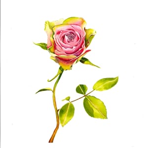 Pink Rose Watercolor Art