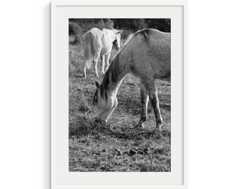 Wild Horse Photography B&W: Minimalist Farmhouse Wall Art Print (Digital Download)