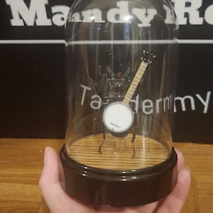 VRAIE scarabée avec banjo. Art d'insecte de taxidermie. Mauvaise taxidermie taxidermie drôle