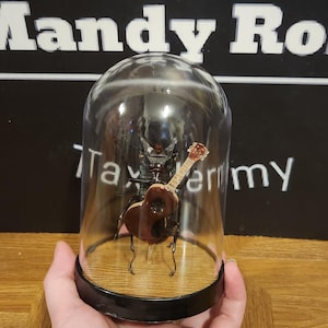May include: A preserved dark brown beetle specimen positioned inside a clear glass dome with a black base. The beetle is posed in an upright stance, holding a miniature wooden acoustic guitar with a brown body and a light-colored neck and headstock.