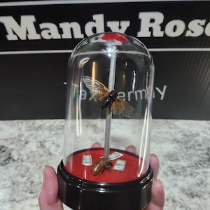 May include: A clear glass dome with a black base and red interior, showcasing a preserved cicada. The insect is mounted on a silver rod, with a second cicada and miniature dollar bills at the base. The text "Taxidermy" is visible.