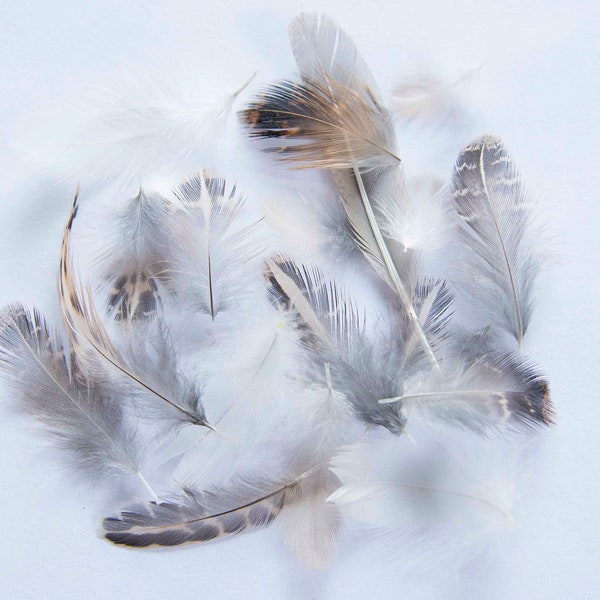 Quail Feathers Etsy