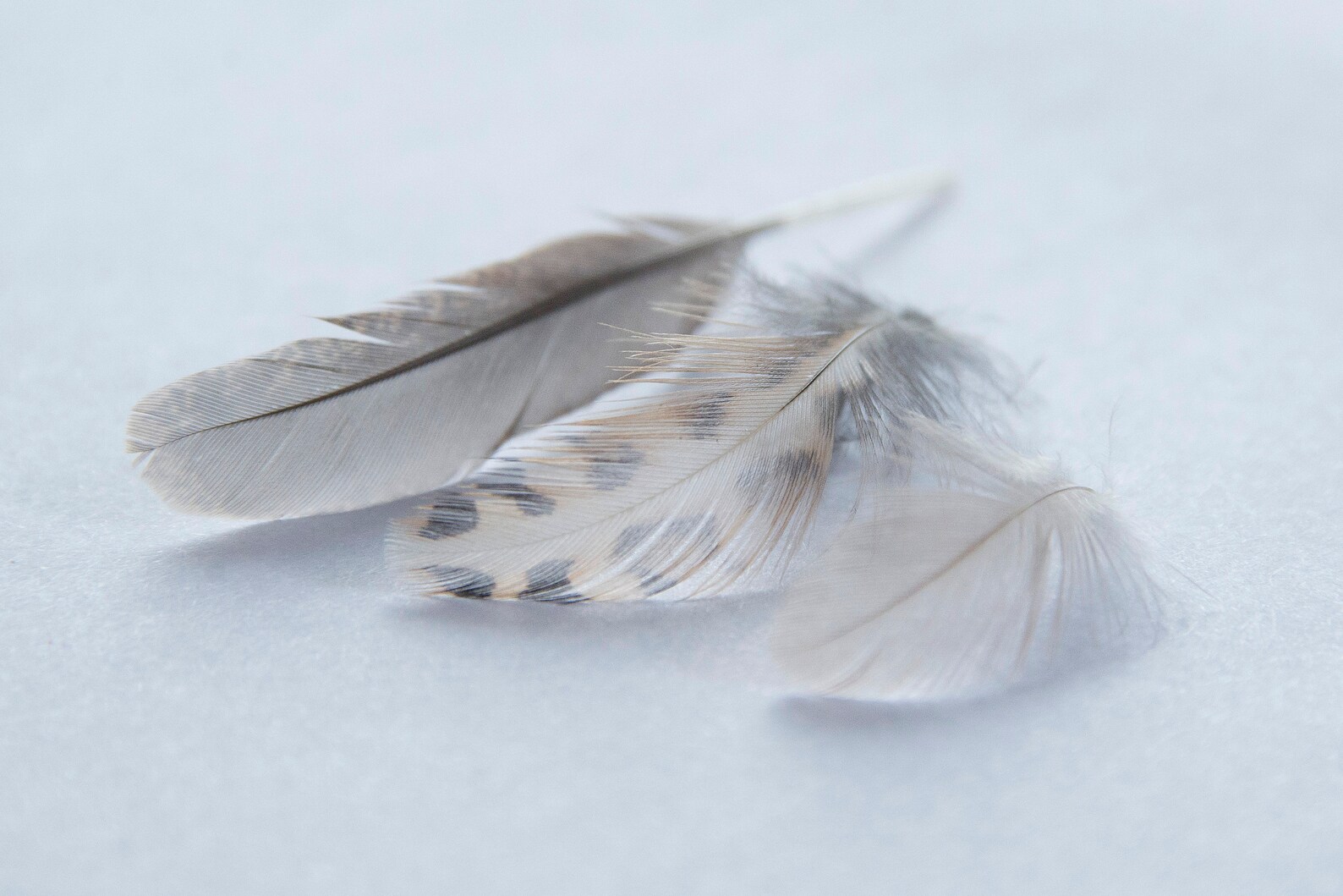 25 Quail Feathers Assorted Sizes Etsy