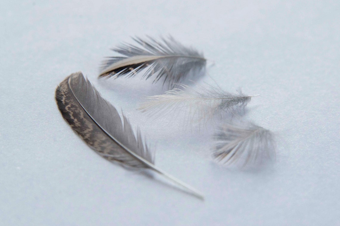 25 Quail Feathers Assorted Sizes Etsy
