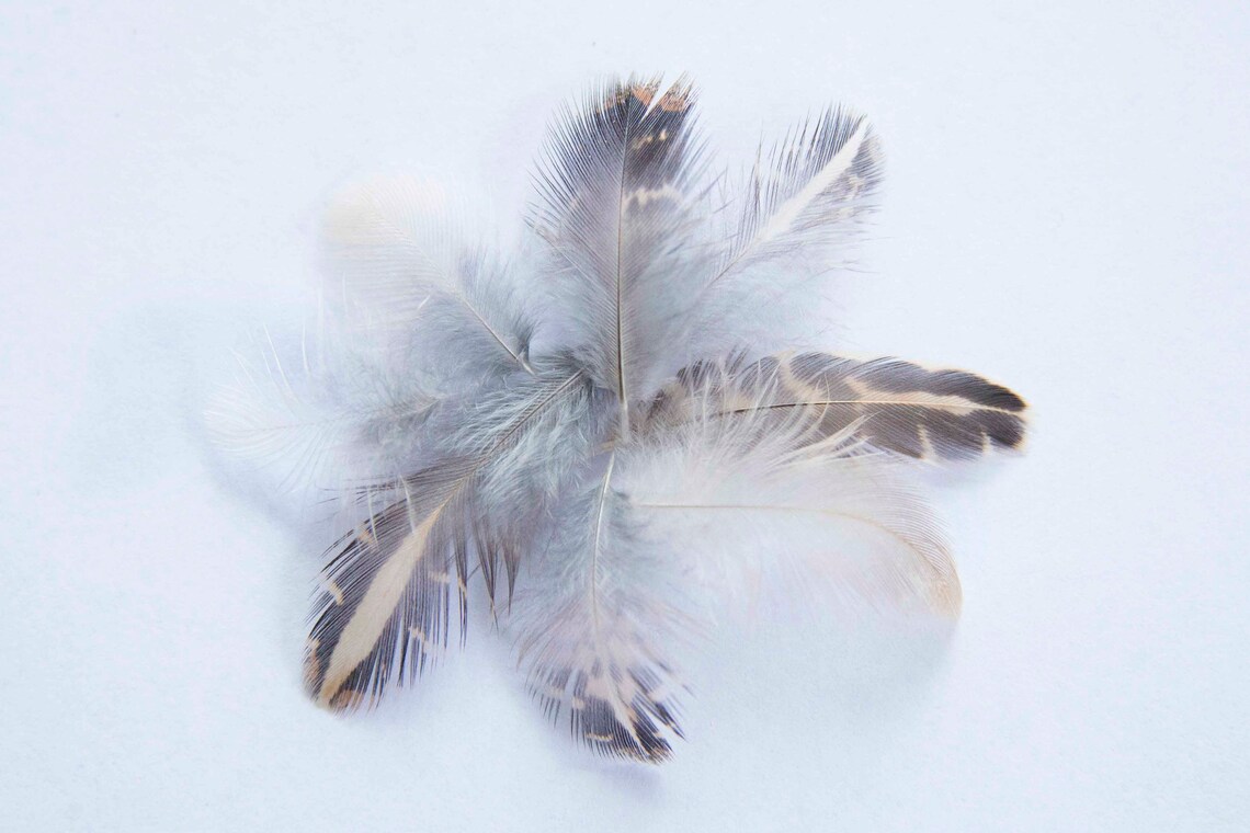 25 Quail Feathers Assorted Sizes Etsy