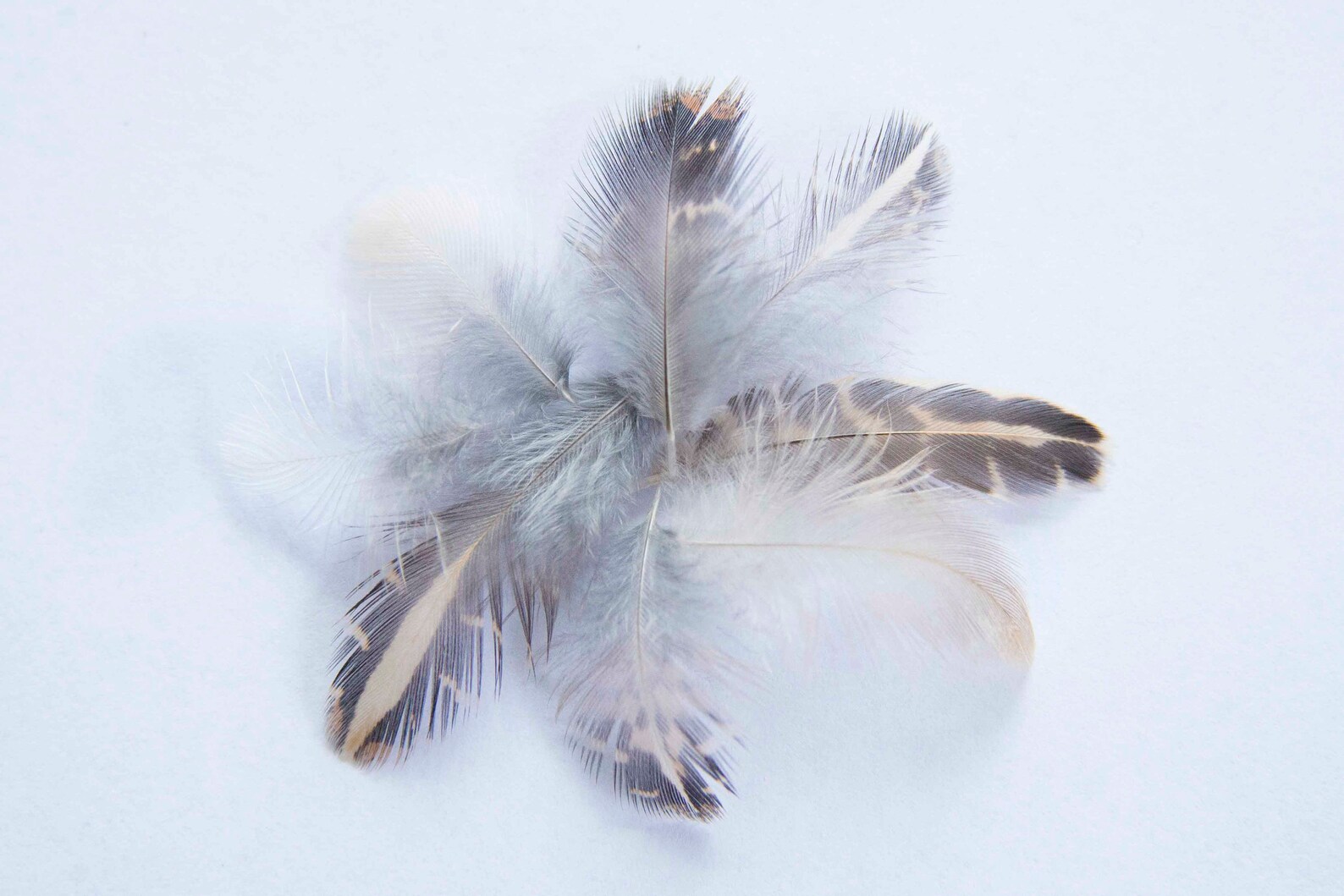 25 Quail Feathers Assorted Sizes Etsy