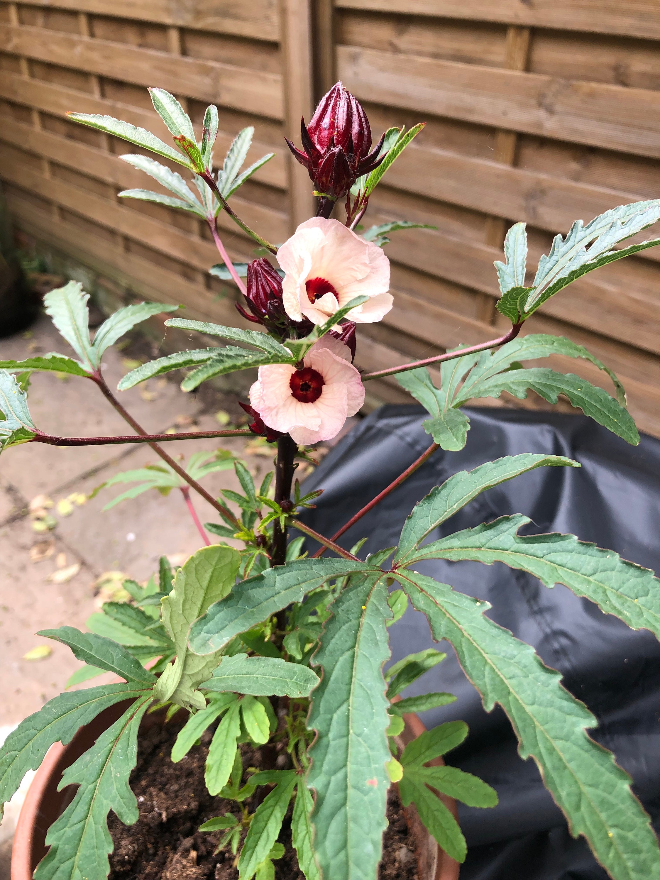 Roselle Hibiscus edible hibiscus x 5 seeds Etsy
