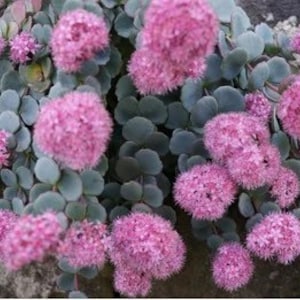 Sedum Hylotelephium Sieboldii Plant