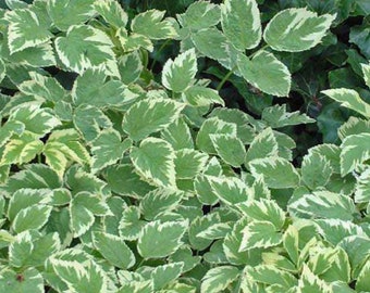 Variegated Bishops weed Gout weed snow on the mountain plants