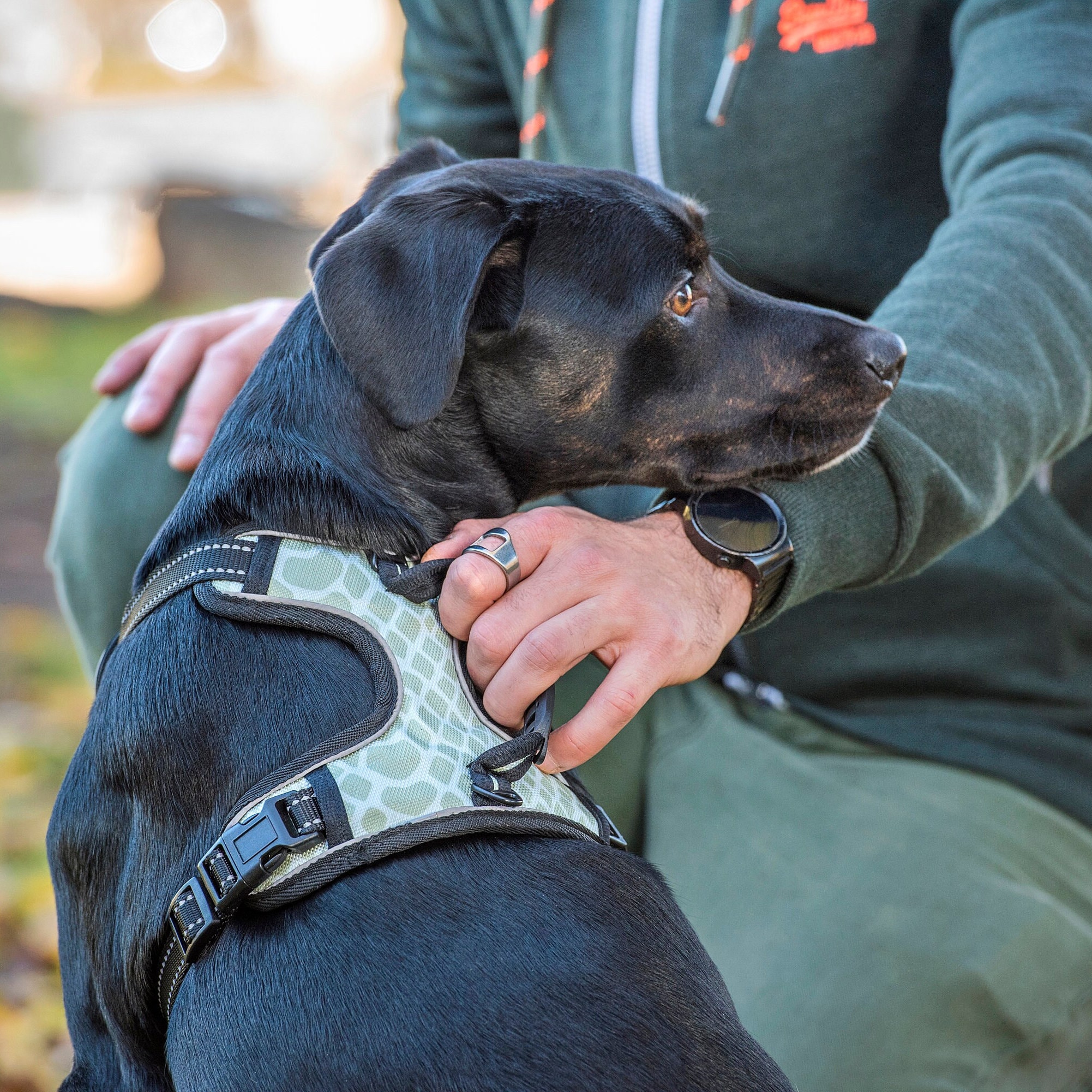 Miro and makauri harness online