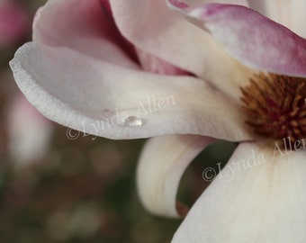 Tulip Magnolia Tree Flower Print