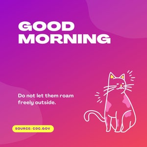 Cute morning Cat