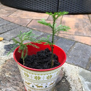 May include: A red metal pot with a festive design, holding two small green evergreen plants. The pot features a white background with gold reindeer, snowflakes, and Christmas tree patterns. The pot sits on a stone surface.