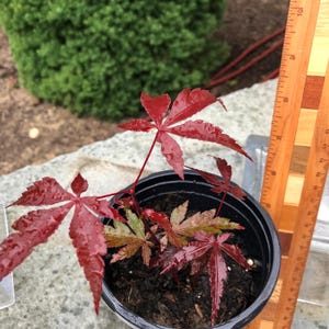 May include: A small Japanese maple tree in a black plastic pot. The leaves are a vibrant red color, with a star-like shape. A wooden ruler is next to the plant, showing measurements in inches.