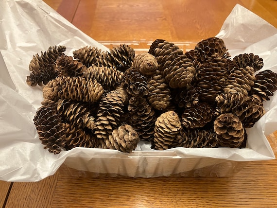 Small pine cones- 100 each order