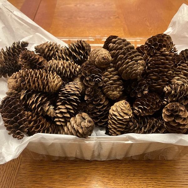 Small pine cones- 100 each order