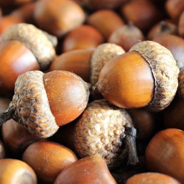 Oak Tree Acorns-multiple sizes-