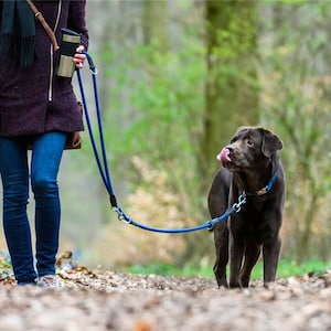 May include: A person walks a brown Labrador Retriever dog on a blue leash through a wooded area. The dog is sticking its tongue out.