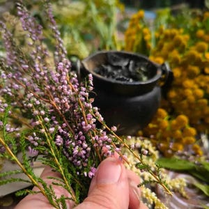 May include: A hand holding a bunch of purple and green heather flowers. The flowers are in focus, while the background is blurred. There is a black cauldron in the background.