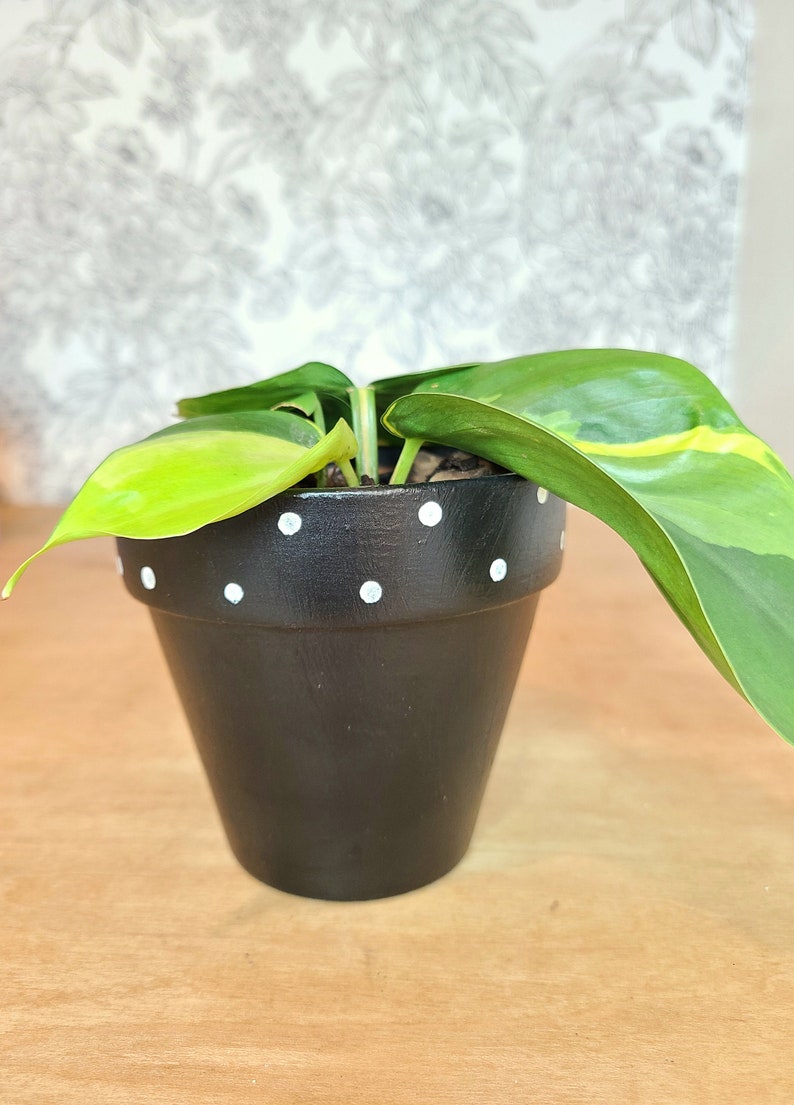 Philodendron Brazil - Houseplant Pot Terracott in Shipping included Long Beach Mall