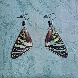 Iridescent Madagascan Sunset Moth Earrings: Ethically Sourced