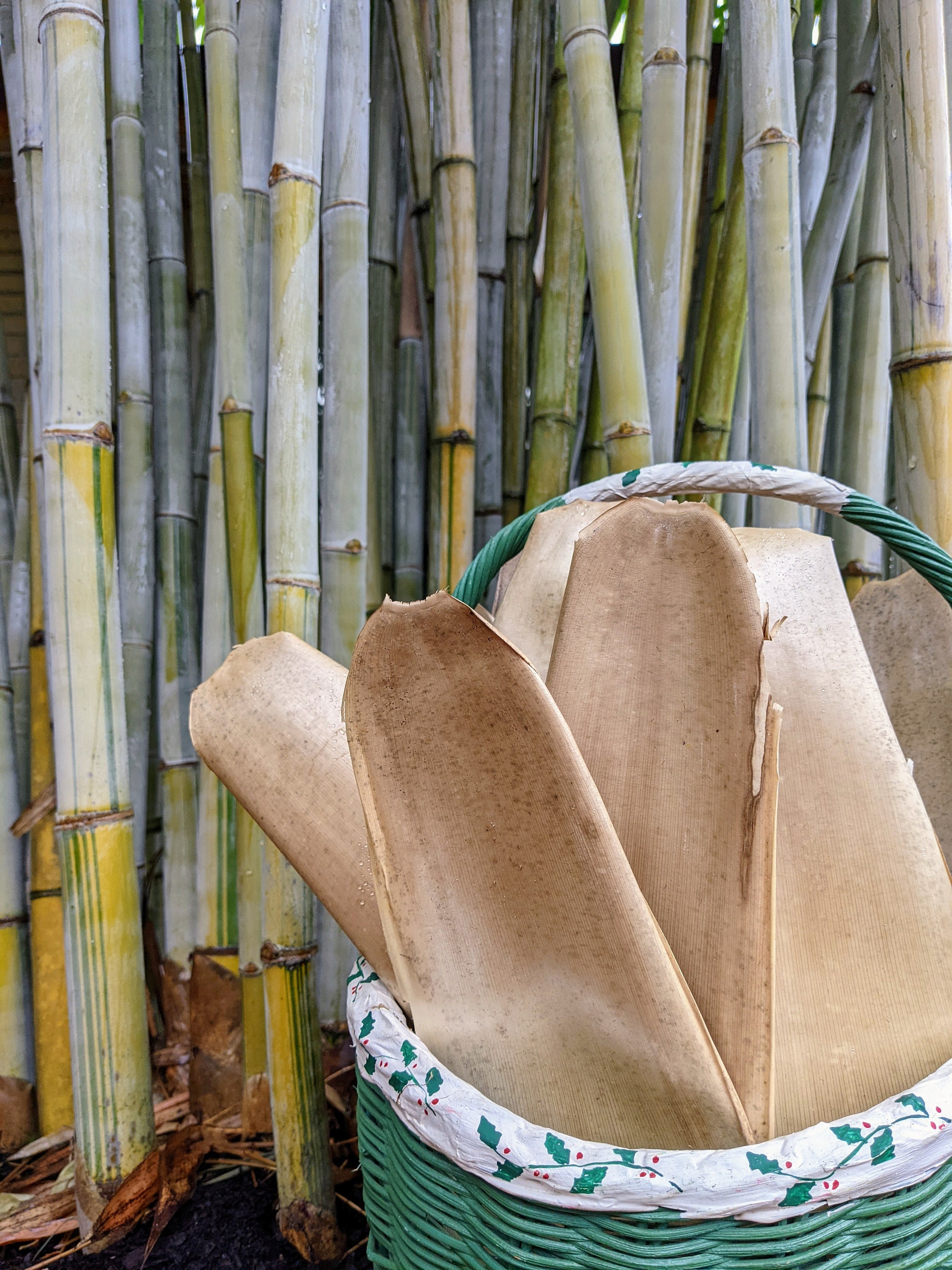 Bamboo Culm Sheath Etsy