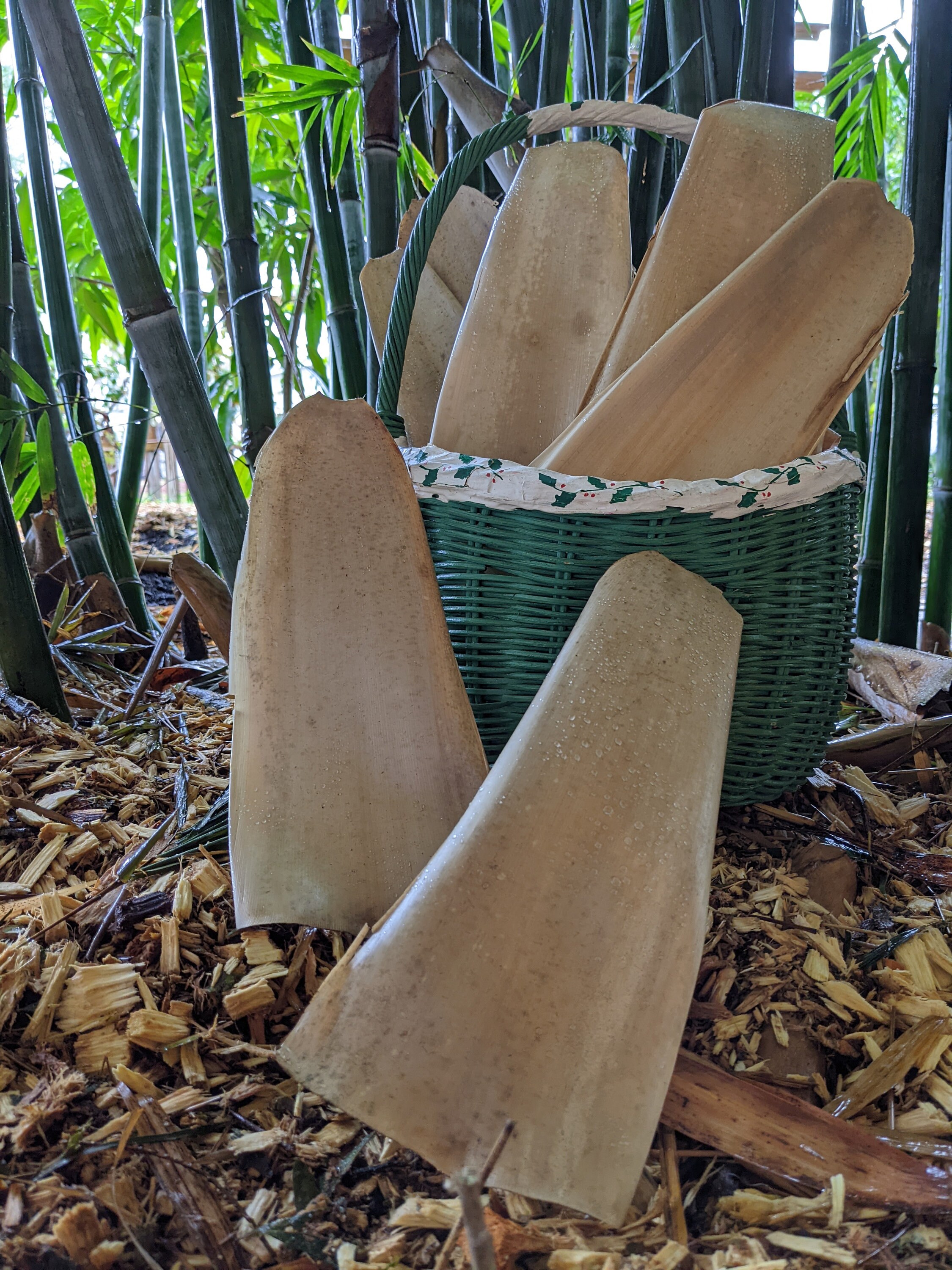 Bamboo Culm Sheath Etsy