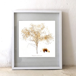 Iragrostis Intermedia - Botanische digitale print