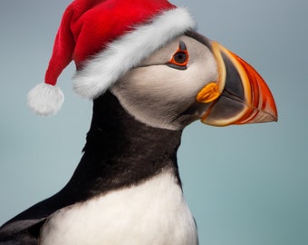 Santa Puffin - Pack of 5