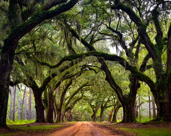May include: A dirt road lined with tall, moss-draped oak trees creates a tunnel of green foliage. The trees are tall and have thick trunks, with branches reaching out to form a canopy overhead.