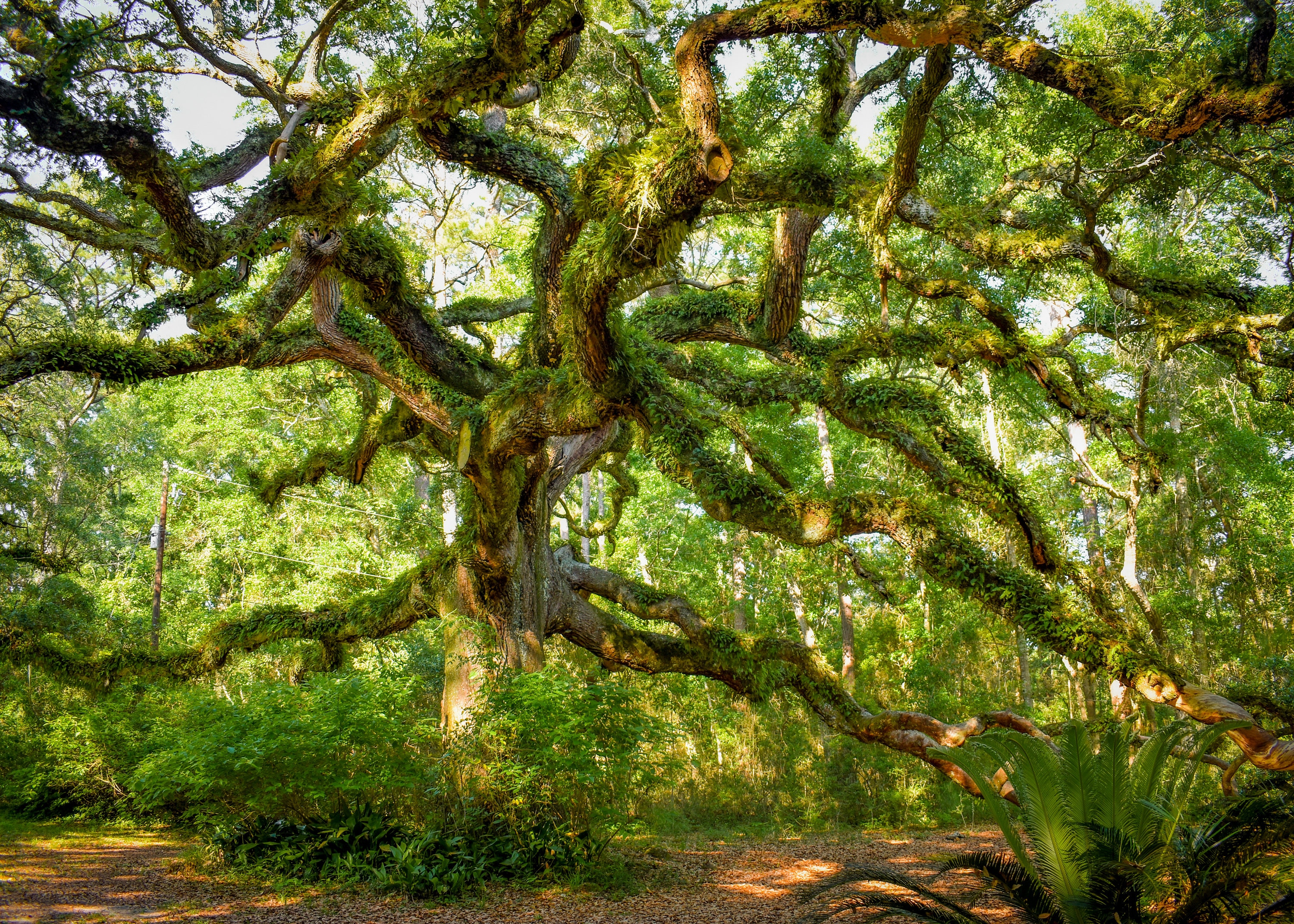Old Oak Tree, Live Oak, Southern Trees, Mississippi, 12 Oaks