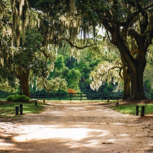 Avenue of Oaks, Cotton Hall, Boone Hall, Live Oak Alley, Live Oaks, Lowcountry, Dirt Road, South Carolina, Old Oak Trees, Plantation
