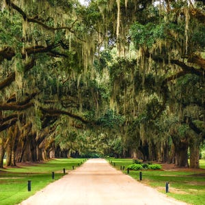 Avenue of Oaks, Boone Hall Plantation, Live Oak Alley, Live Oaks, Lowcountry, Dirt Road, South Carolina, Old Oak Trees, Plantation