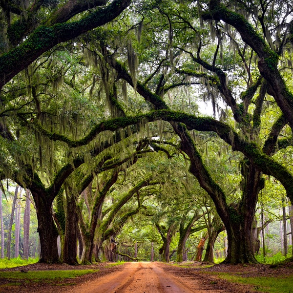 Live Oak Alley, Live Oaks, Lowcountry, Dirt Road, South Carolina, Old Oak Trees, Plantation