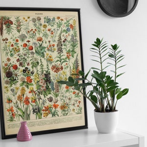 Blumen von Adolphe Millot botanische Blume Posterdruck, Vintage Kunstdruck, Blumenkunst, Natur Geschenkidee Kunstdruck Posterdruck