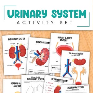 May include: An educational activity set about the urinary system. The set includes several white printed sheets with diagrams of the kidneys, bladder, and other related anatomy. The title "URINARY SYSTEM ACTIVITY SET" is at the top in teal.