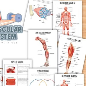 May include: A set of printable educational worksheets about the muscular system. The worksheets include diagrams of the human body, muscle anatomy, and muscle types. The worksheets also include a word search puzzle and a Venn diagram.