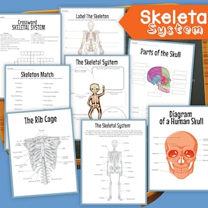 Skeletal System, skeleton, human skeleton, digital download, instant download, kid’s worksheet, STEM worksheets, skeletons