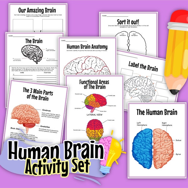 Human Brain Activity Set, The Human Brain, instant download, STEM workbook, digital download, kid’s workbook