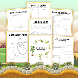 Life Cycle of A Bean, Bean Life Cycle, instant download, STEM workbook, digital download, kid’s workbook, lima beans