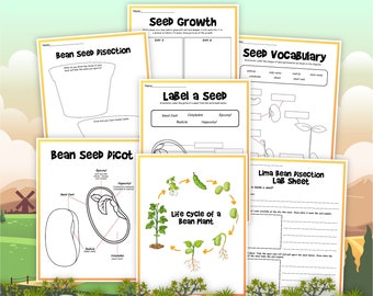 Life Cycle of A Bean, Bean Life Cycle, instant download, STEM workbook, digital download, kid’s workbook, lima beans