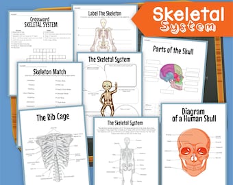 Skelettsystem, skelett, mänskligt skelett, digital nedladdning, omedelbar nedladdning, barns arbetsblad, STEM-arbetsblad, skelett